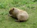 Kapibara.jpg